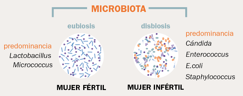 microbiota infertilidad